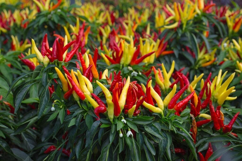 Gia vị là gì Lịch sử gia vị, vai trò của gia vị trong ẩm thực và văn hóa 3